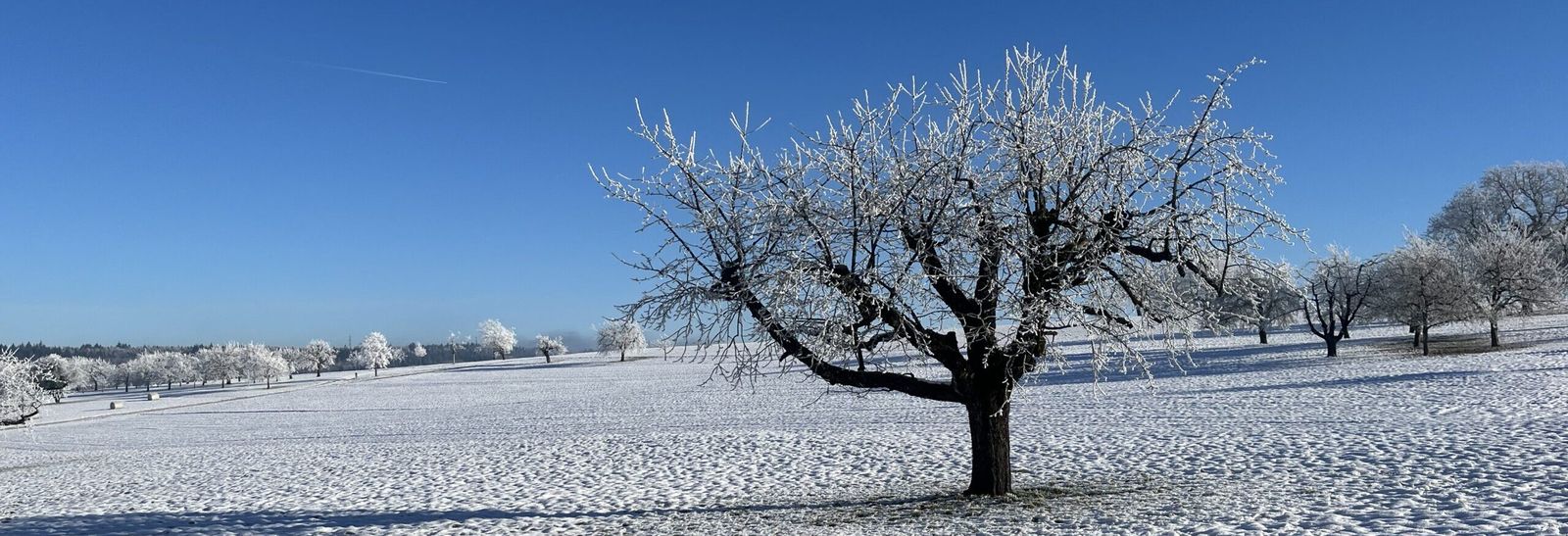 Verschneite Winterlandschaft mit Baum bei Rünenberg